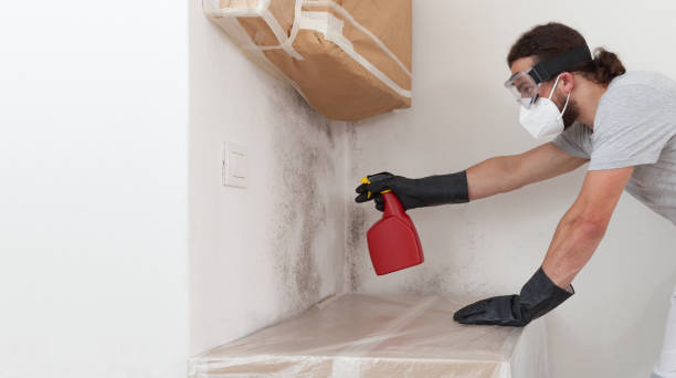 Professional Attic Mold Remediation technician working in Dunkirk, NY