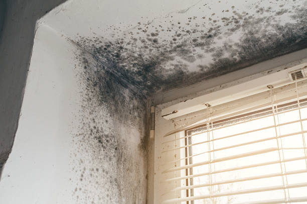 Affordable Attic Mold Remediation solutions in Dunkirk, NY